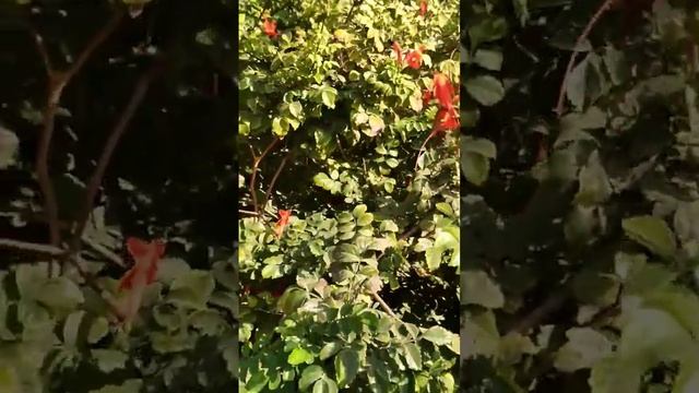 Израиль.Красивые кустарники возле дома смотреть онлайн