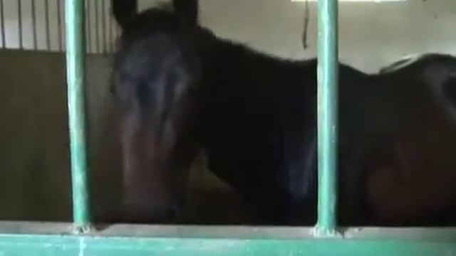 Эркин Момуналиев смотреть онлайн