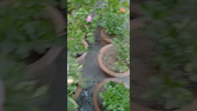 Renu plus flower смотреть онлайн
