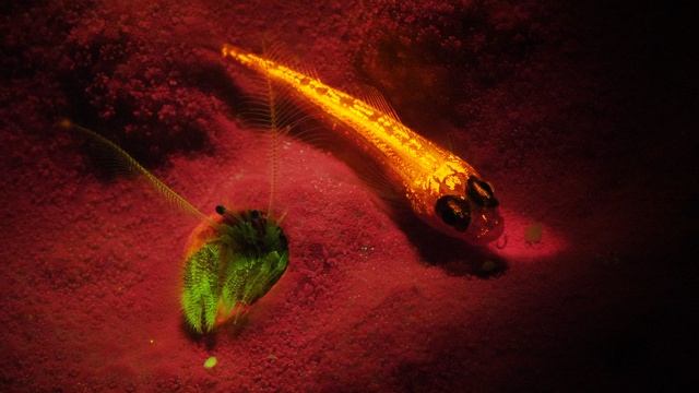 Ночные огни океана