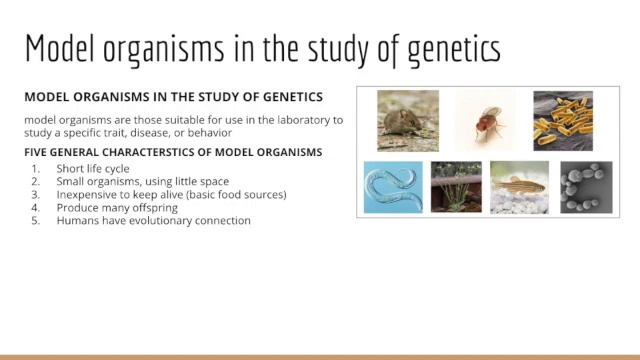 Genetics Chapter #1 смотреть онлайн