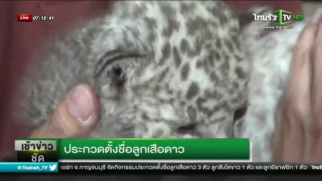 ประกวดตั้งชื่อลูกเสือดาว смотреть онлайн