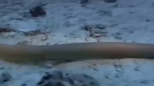 Рассказ о морских змеях