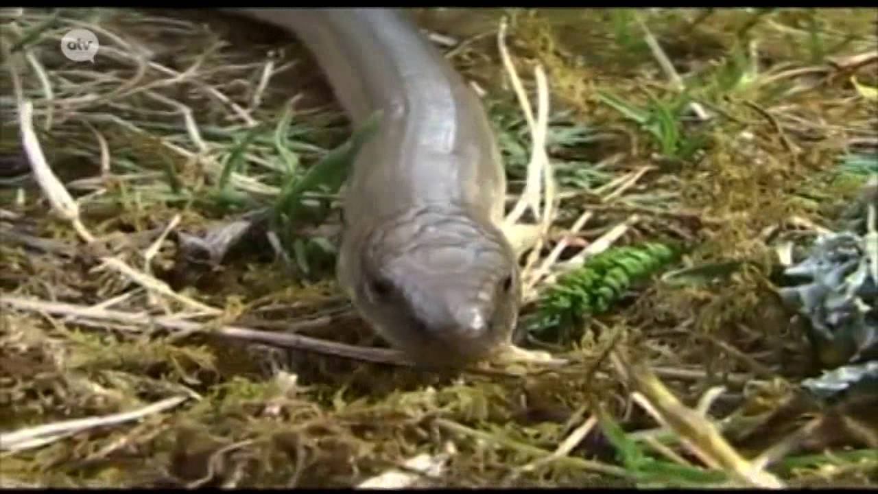 Ontdek de natuur in 't stad: Klein Zwitserland смотреть онлайн