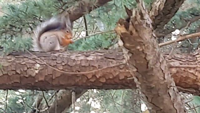 Я и белки в санатории#санаторийЮжноевзморьеСочи#веснаАдлер смотреть онлайн