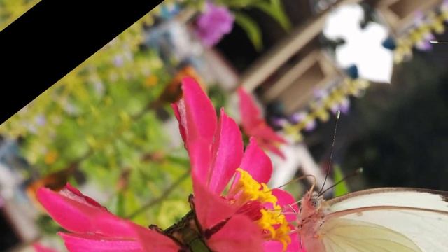 La fauna colombiana смотреть онлайн