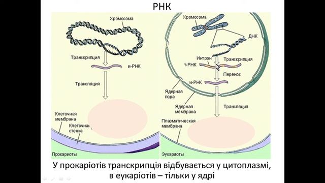 9 клас 21 Транскрипція смотреть онлайн