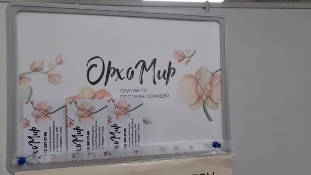 Выставка орхидей в Санкт-Петербурге 2024. Мои покупки. смотреть онлайн