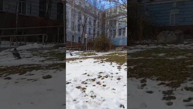 Tereschenkivska Street, Institute of Zoology, Kyiv, Ukraine. 21.december.2022. смотреть онлайн