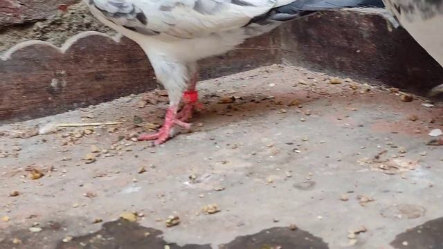 New Teddy breeder pair khareeda Outclass Masha Allah смотреть онлайн