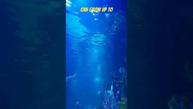 #Sahara #Desert #Facts And The #World's #Deepest #Lake смотреть онлайн