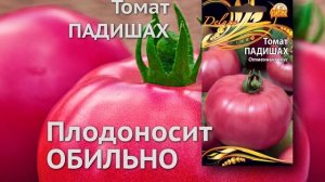 Томат Падишах