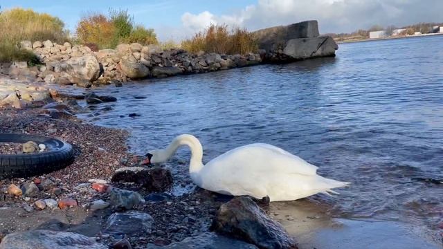 Кормим балтийских лебедей смотреть онлайн