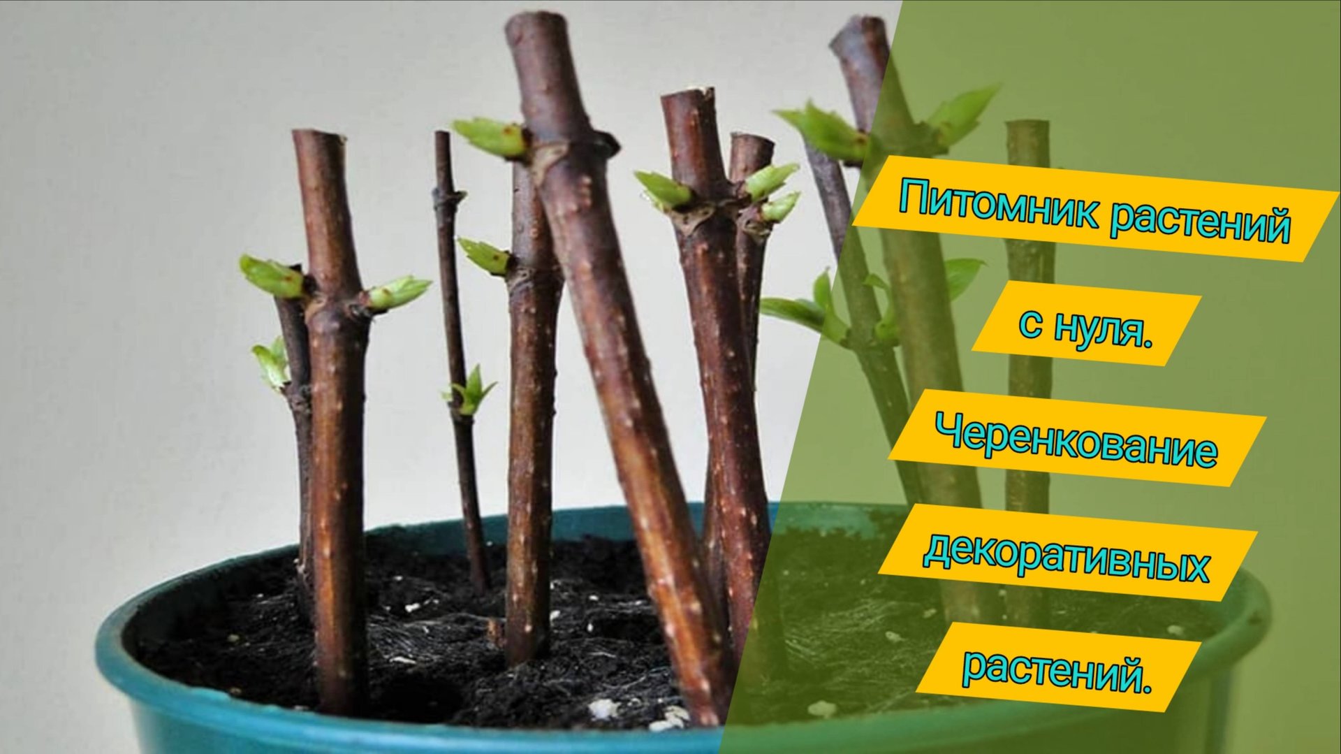 Питомник растений с нуля. Черенкование декоративных растений в грядках. смотреть онлайн