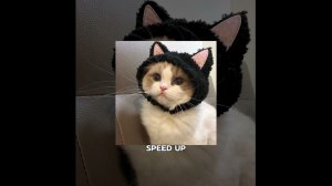 speed up-песни из тик тока (с матами) 2024. Мой мармеладный, какая, далеко..,Карты Таро.