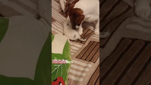 ❣️ Как кошка с собакой #собака#щенок#котенок#кот #любовь #дружба #жизнь