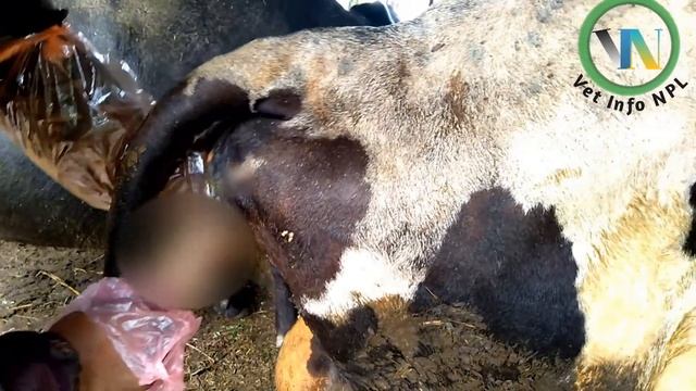 Retention Of Placenta in cattle After 4 days of Delivery #Placenta #Retention #सालअड्किनु смотреть онлайн