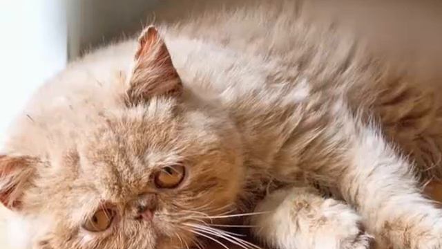 Sad kittens! Грустные котята! смотреть онлайн