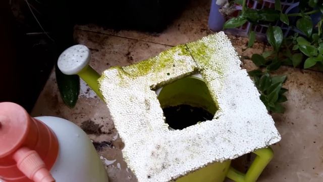 Cara Mengembangbiakan Mint Mudah Praktis Di Rumah | TIPS BERKEBUN ORGANIK смотреть онлайн