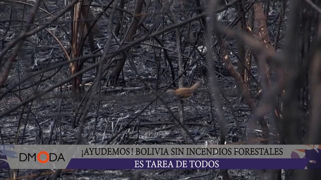 LA RESPONSABILIDAD DE CUIDAR NUESTRA FLORA Y FAUNA ES COMPARTIDA смотреть онлайн