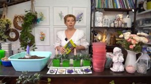 Пересаживаем эустому в больший объем горшка.