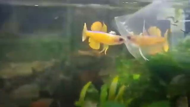 Pseudomugil paskai dancing in aquascape/ikan paskai menari di aquascape смотреть онлайн