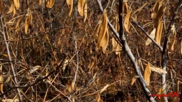 ОСЕНЬ ч65 смотреть онлайн