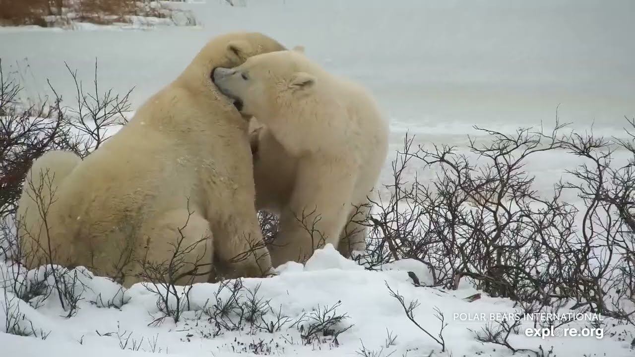 Playful Polar Bears! | Live Cam Highlights смотреть онлайн