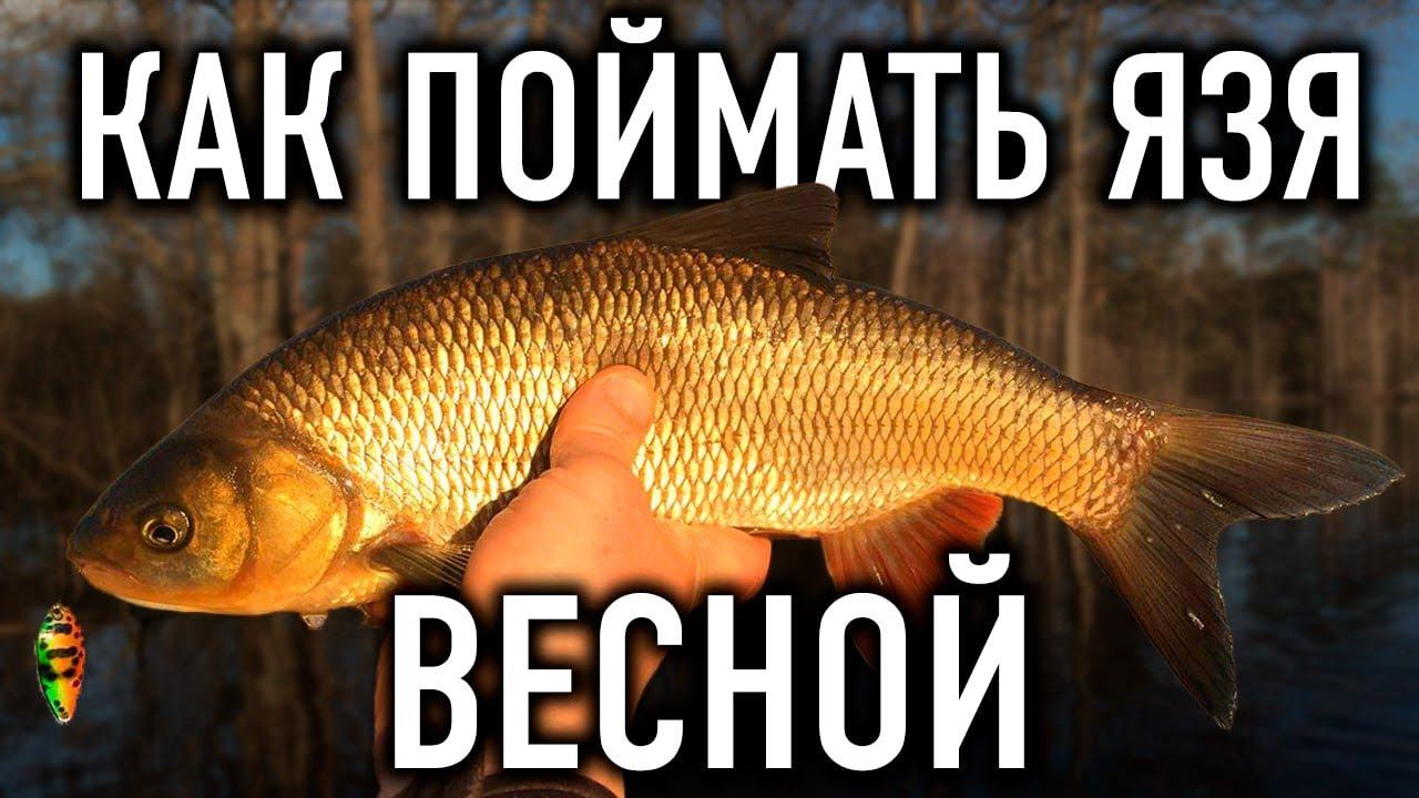 Как поймать язя весной? Делимся секретами! смотреть онлайн