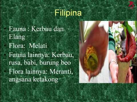 VIDEO PEMBELAJARAN IPS 8 MATERI FLORA DAN FAUNA DI ASIA TENGGARA смотреть онлайн