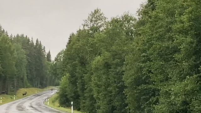 Sweden | шведская Флора | шведская фауна | шведская жизнь | шведская работа | переезд в Швецию смотреть онлайн