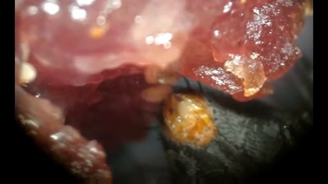 Οι Σαρκοφάγες μύγες смотреть онлайн