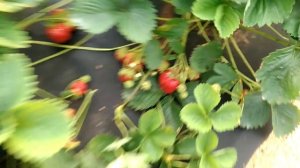 Сорт клубники Дарселект.