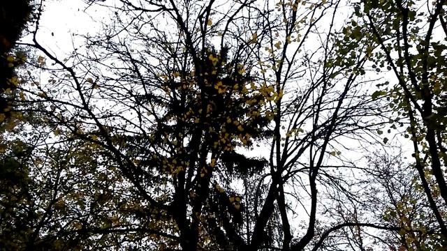 Белка в парке ест орешки. Кормим белочек. смотреть онлайн