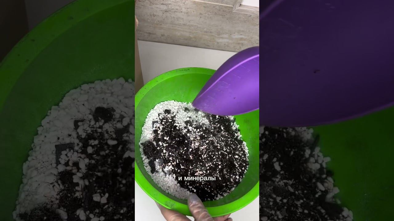 Реанимация фикуса ! смотреть онлайн