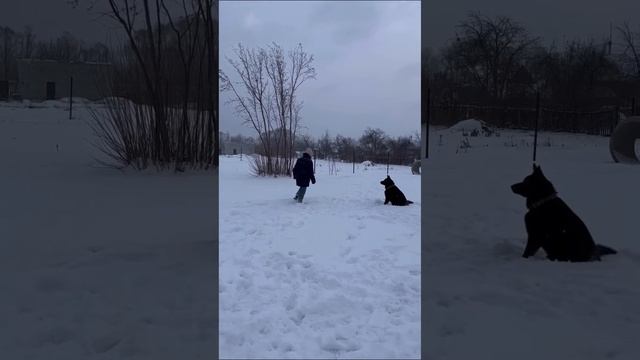 Дрессировка немецкой овчарки (1год)🐾 смотреть онлайн