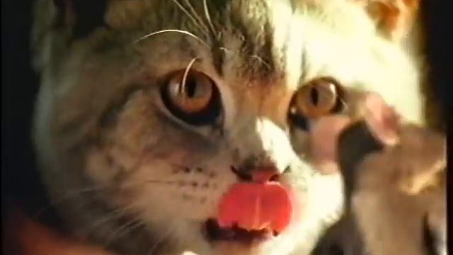 Whiskas Vita-Bites (Dancing)