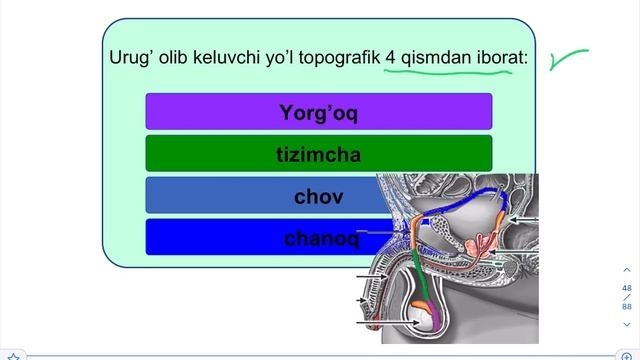 ERKAKLAR JINSIY A'ZOLARINING ANATOMIK TUZILISHI I #urologiya #imedteam #imed #урология | 18+