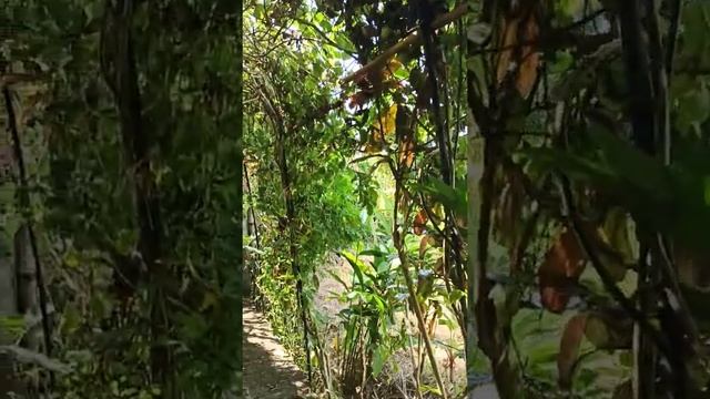 Йога центр Эко Свасти. Убуд. Бали. смотреть онлайн