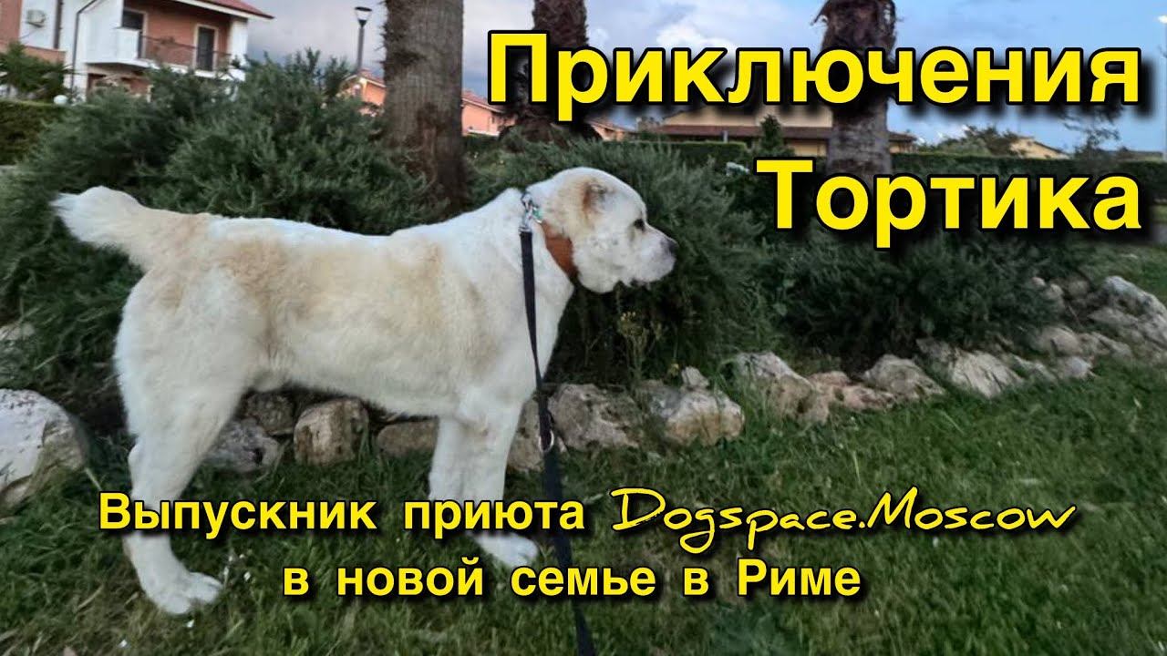 О жизни нашего выпускника в Италии 🇮🇹 смотреть онлайн