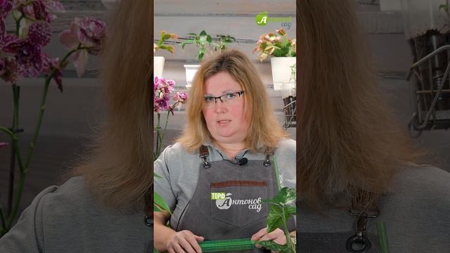 Чеснок взошел ОСЕНЬЮ?! Спасите его от вымерзания! смотреть онлайн