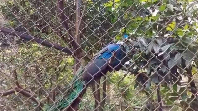 Keanekaragaman Hayati (Pelestarian Flora Dan Fauna Di Indonesia) смотреть онлайн