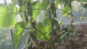 Огурцы Гирлянда, Любимый зятек в теплице в средней полосе России 6 июля 2019 год