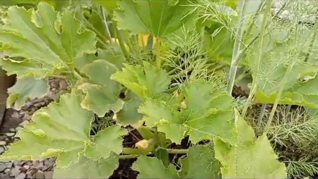 Почему не плодоносят кабачки? смотреть онлайн
