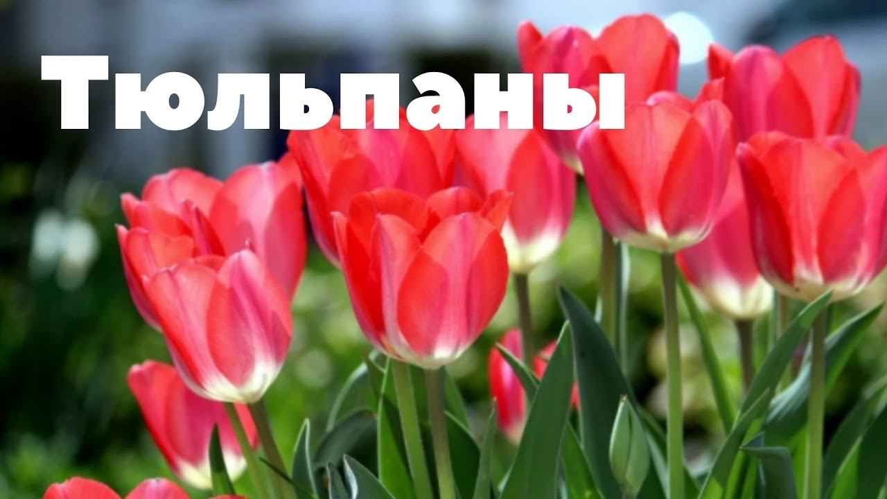 Тюльпаны! смотреть онлайн