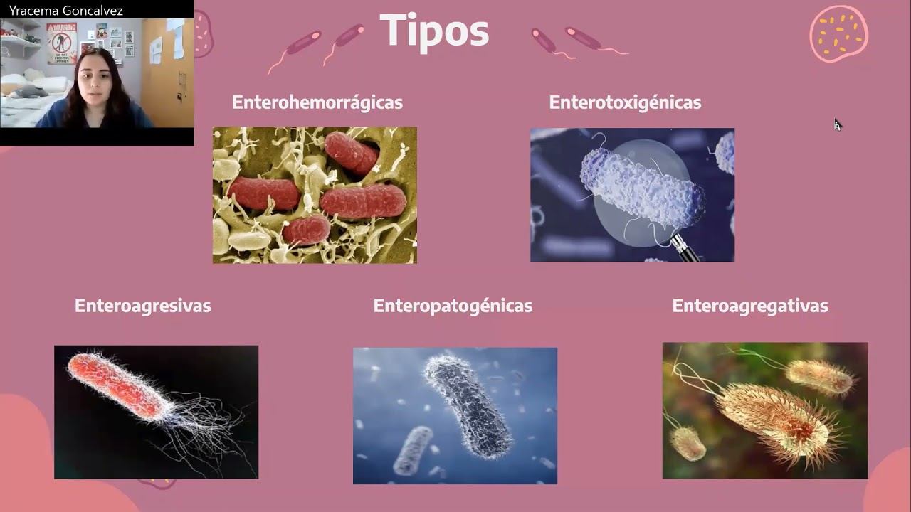 Escherichia Coli
