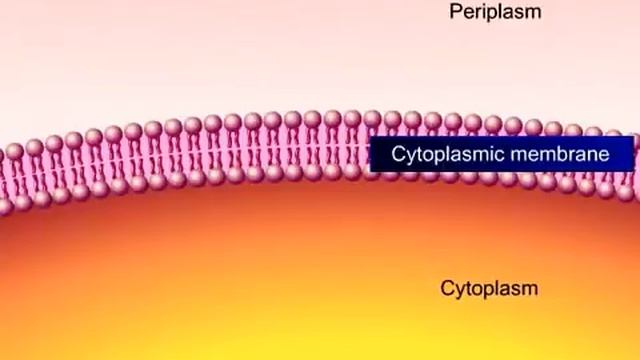 Bacterial cell wall synthesis. #bacteria #cellwall #lecture #pharmacy doctor.j смотреть онлайн