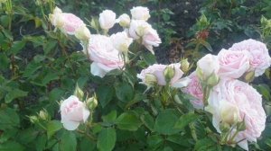 Японская роза Принцесса Хитоми Princess Hitomi