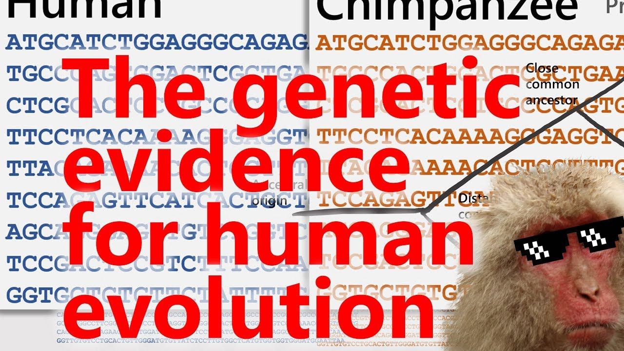 The genetic evidence for human evolution from other primates. Ask a Scientist Show 1.8 смотреть онлайн