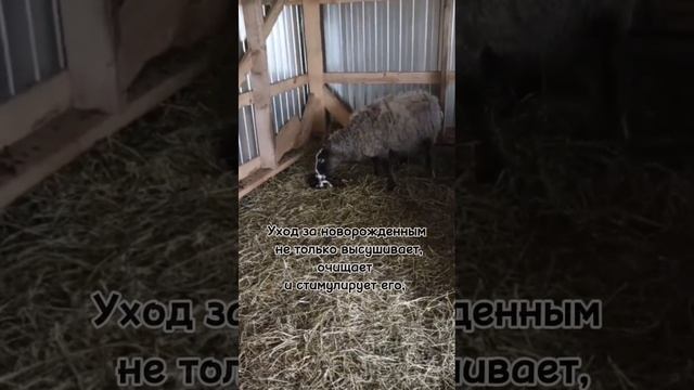 окот Овцы, ягнение, роды овцы #ягнение #родыовцы #окот
